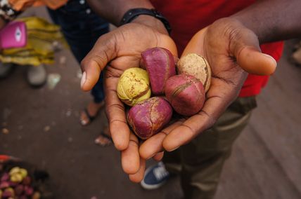 Pair of cupped hands holding red and yellow koala nuts